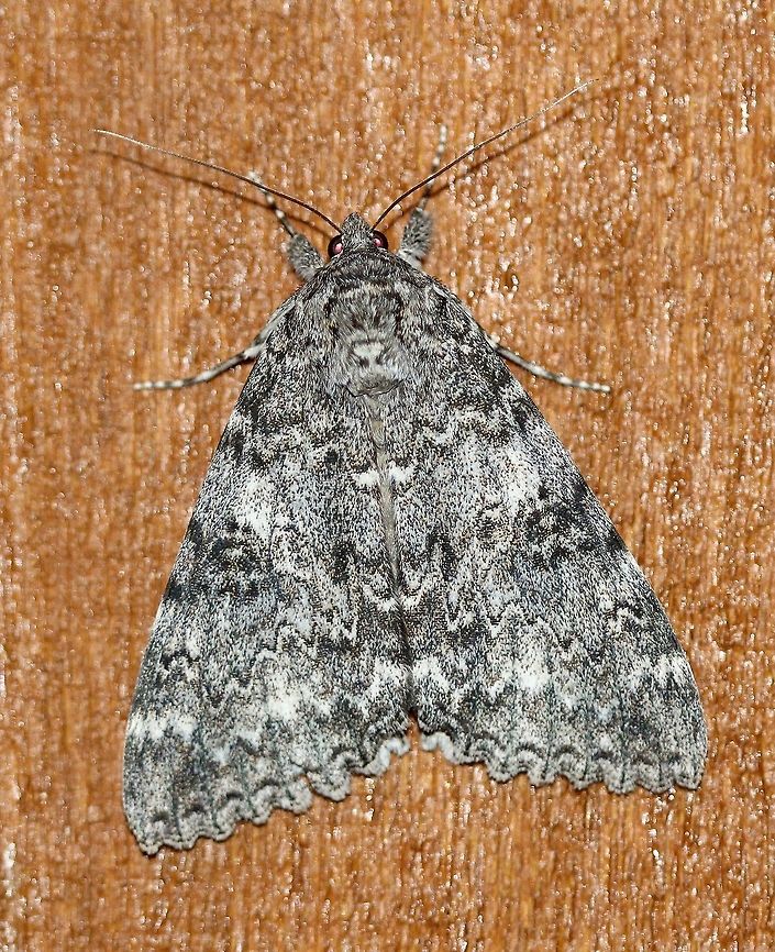 Catocala unijuga  Catocala unijuga,Geotagged,Once-married underwing,Summer,United States