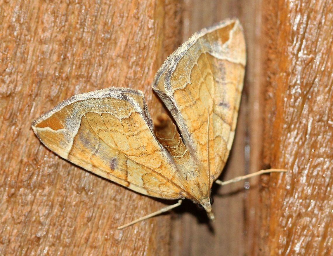 Eulithis testata  Chevron,Eulithis testata,Geotagged,Larentiinae,Lepidoptera,Summer,United States,geometridae,insect,moth