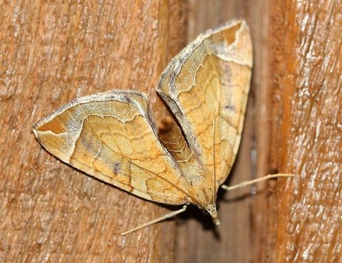 Eulithis testata  Chevron,Eulithis testata,Geotagged,Larentiinae,Lepidoptera,Summer,United States,geometridae,insect,moth