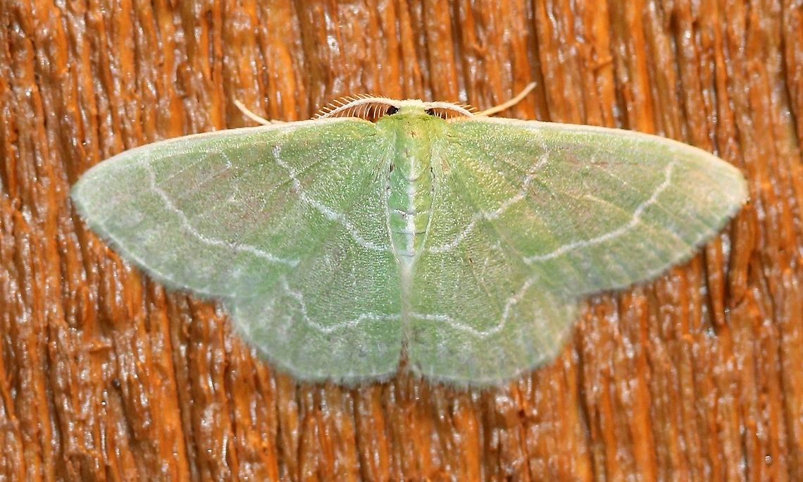Synchlora aerata  Geotagged,Summer,Synchlora aerata,United States,Wavy-lined emerald moth