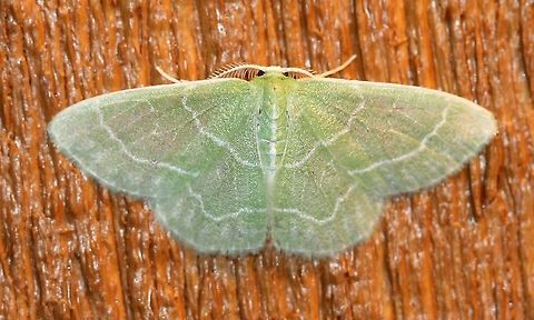 Synchlora aerata  Geotagged,Summer,Synchlora aerata,United States,Wavy-lined emerald moth