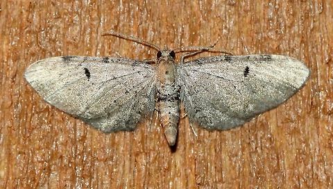 Eupithecia miserulata  Common Eupithecia,Eupithecia miserulata,Geotagged,Summer,United States