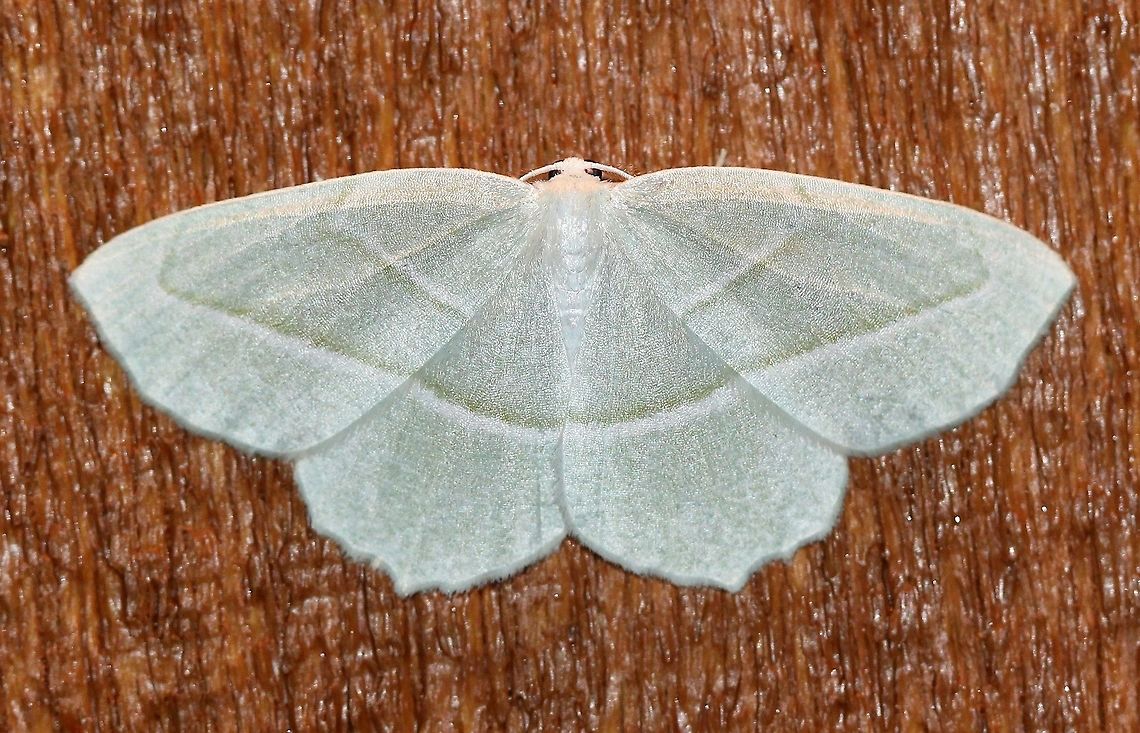 Campaea perlata  Campaea perlata,Geotagged,Pale beauty,Summer,United States