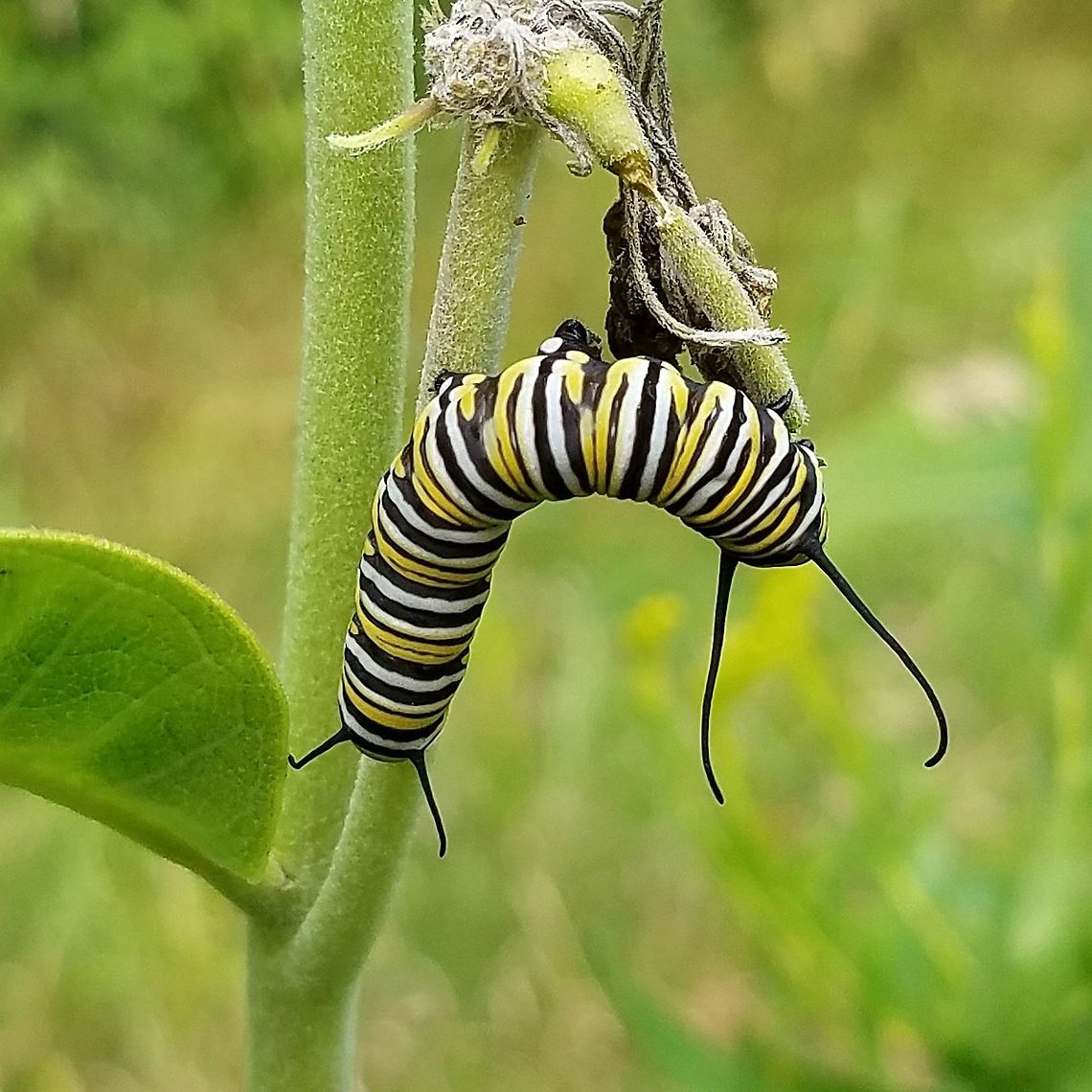 Danaus plexippus Final instar feeding on Common Milkweed (Asclepias syriaca). Danaus plexippus,Geotagged,Monarch butterfly,Summer,United States