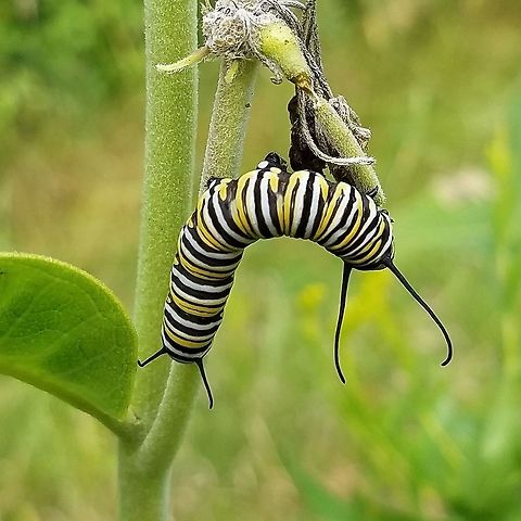 Danaus plexippus Final instar feeding on Common Milkweed (Asclepias syriaca). Danaus plexippus,Geotagged,Monarch butterfly,Summer,United States