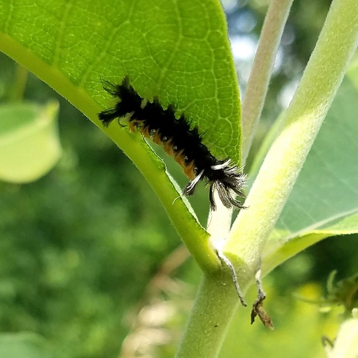 Euchaetes egle Feeding on Common Milkweed (Asclepias syriaca). Euchaetes egle,Geotagged,Milkweed Tussock Moth,Summer,United States