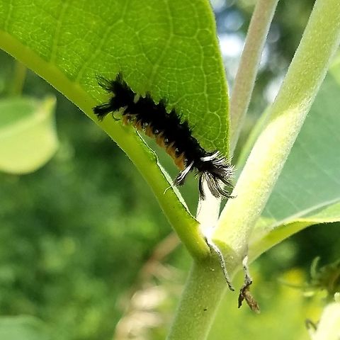 Euchaetes egle Feeding on Common Milkweed (Asclepias syriaca). Euchaetes egle,Geotagged,Milkweed Tussock Moth,Summer,United States