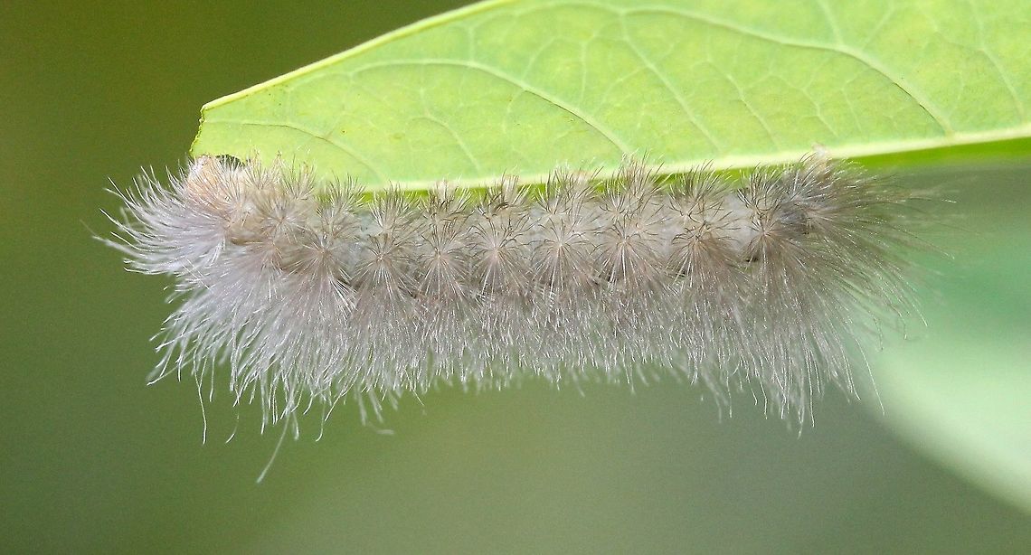 Cycnia tenera Feeding on Dogbane (Apocynum). Cycnia tenera,Delicate Cycnia,Geotagged,Summer,United States