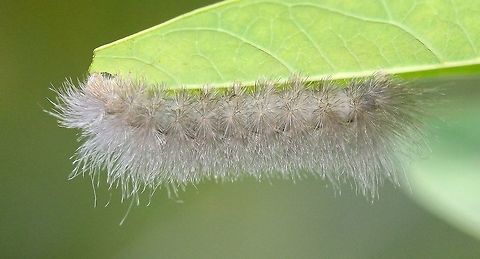 Cycnia tenera Feeding on Dogbane (Apocynum). Cycnia tenera,Delicate Cycnia,Geotagged,Summer,United States