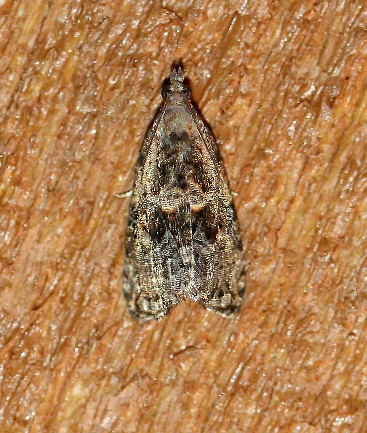 Endothenia sp. This might be Endothenia montanana. Endothenia montanana,Geotagged,Olethreutinae,Summer,Tortricidae,United States,insect,lepidoptera,moth