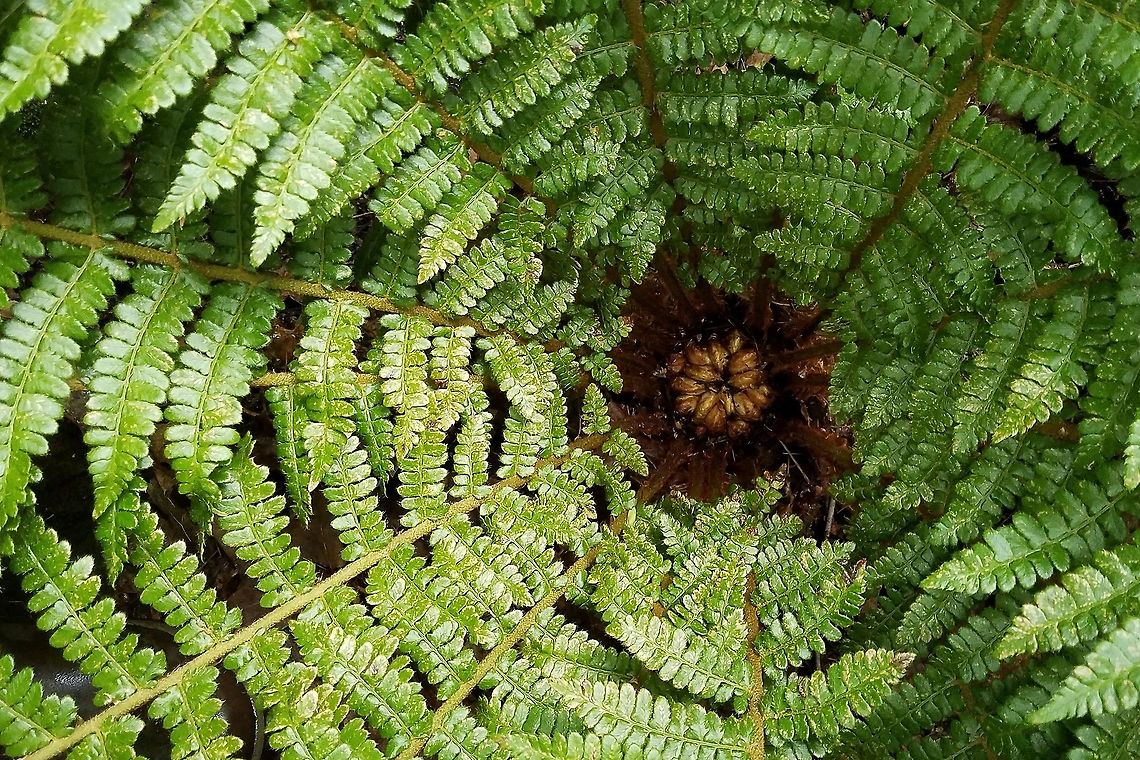Polystichum braunii On rocks in an ephemeral streambed in a deep ravine. Shaded by Sugar Maple and Black Ash trees. The ferns grow on duff and soil covered boulders in an ephemeral stream that flows between an old-growth Sugar Maple forest and a tall (~90 meters from the base) north-facing basalt bluff.<br />
<br />
Same fern as in:<br />
<figure class="photo"><a href="https://www.jungledragon.com/image/79810/polystichum_braunii.html" title="Polystichum braunii"><img src="https://s3.amazonaws.com/media.jungledragon.com/images/3383/79810_thumb.JPG?AWSAccessKeyId=05GMT0V3GWVNE7GGM1R2&Expires=1759968010&Signature=Ztl4K2Z5%2Bv1dS0B%2BHx7GxECdBXw%3D" width="200" height="150" alt="Polystichum braunii Polystichum braunii found growing on duff and soil covered boulders in an ephemeral stream that flows between an old growth Sugar Maple forest and a tall (~90 meters from the base) north facing basalt bluff. Braun&#039;s Holly Fern,Geotagged,Polystichum braunii,Spring,United States" /></a></figure><br />
<figure class="photo"><a href="https://www.jungledragon.com/image/79811/polystichum_braunii.html" title="Polystichum braunii"><img src="https://s3.amazonaws.com/media.jungledragon.com/images/3383/79811_thumb.JPG?AWSAccessKeyId=05GMT0V3GWVNE7GGM1R2&Expires=1759968010&Signature=76TrIo0PynUAA5WnlnMrn5M0SFA%3D" width="118" height="152" alt="Polystichum braunii Uncoiling frond of Polystichum braunii found growing on duff and soil covered boulders in an ephemeral stream that flows between an old growth Sugar Maple forest and a tall (~90 meters from the base) north facing basalt bluff. Braun&#039;s Holly Fern,Geotagged,Minnesota,Polystichum braunii,Spring,United States,ephemeral stream" /></a></figure> Braun's Holly Fern,Geotagged,Polystichum braunii,Summer,United States,fern