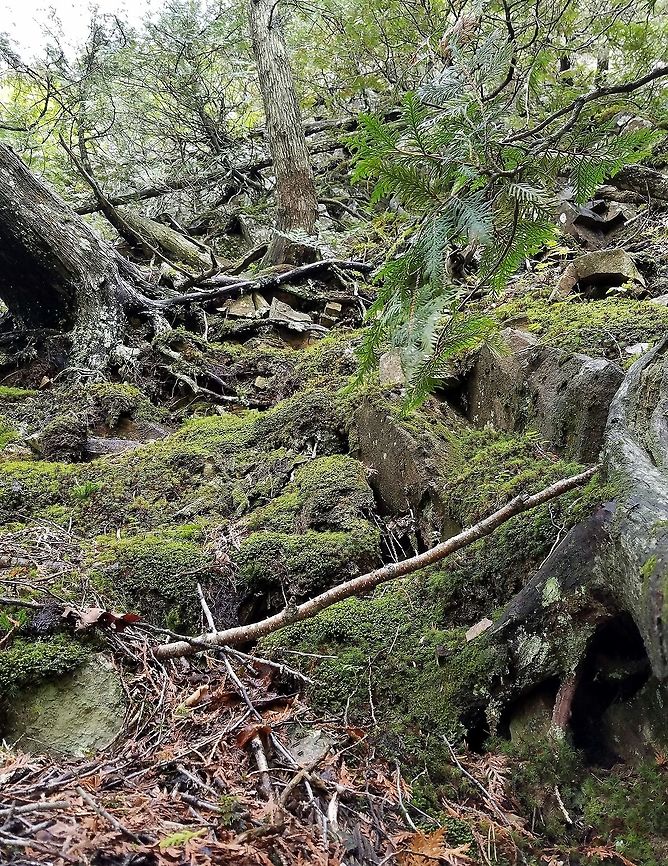 Talus slope A talus slope with White Cedar (Thuja occidentalis) trees clinging to the loose moss-covered rocks. Geotagged,Summer,Thuja occidentalis,United States,White Cedar,White cedar,moss,rocks,talus slope
