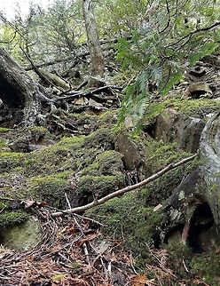 Talus slope A talus slope with White Cedar (Thuja occidentalis) trees clinging to the loose moss-covered rocks. Geotagged,Summer,Thuja occidentalis,United States,White Cedar,White cedar,moss,rocks,talus slope