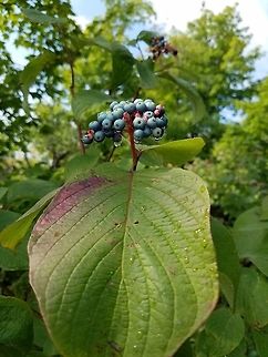 Cornus rugosa (Round-leaved Dogwood) On a rock outcrop at the edge of a deciduous forest. Cornus rugosa,Geotagged,Round-leaved Dogwood,Roundleaf dogwood,Summer,United States,berries,blue berries,shrub