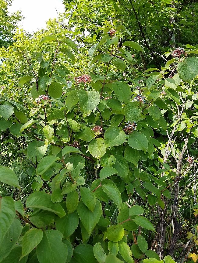 Cornus rugosa (Round-leaved Dogwood) On a rock outcrop at the edge of a deciduous forest. Cornus rugosa,Geotagged,Round-leaved Dogwood,Roundleaf dogwood,Summer,United States,berries,blue berries,shrub