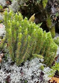 Huperzia selago Huperzia selago on an exposed talus slope growing in a mat of Reindeer Lichens (Cladina spp.). Sporophylls and gemmae are present on all the shoots. Cladina,Geotagged,Huperzia selago,Northern firmoss,Summer,United States,clubmoss,gemmae,lichens,sporophylls,talus slope