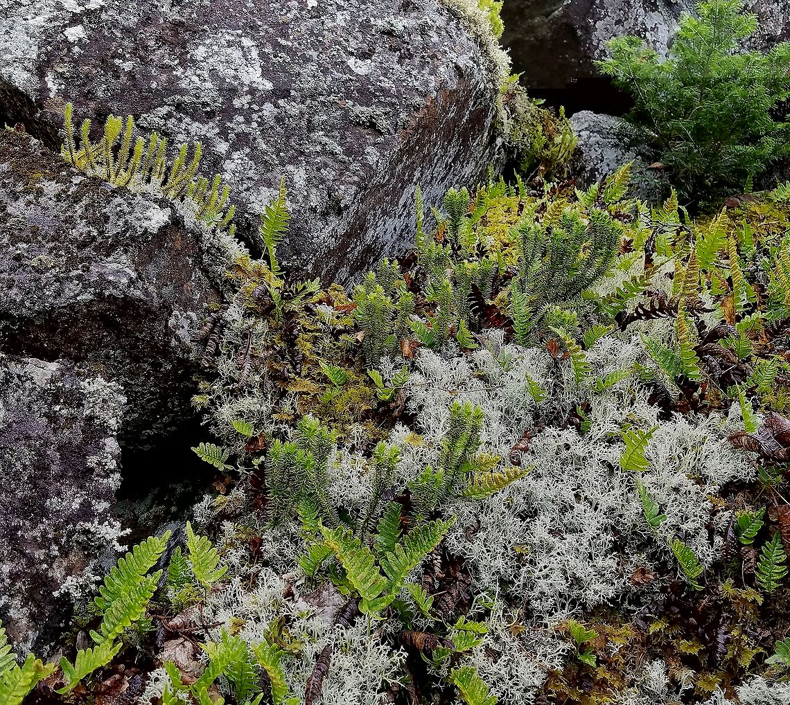 Huperzia selago Huperzia selago on an exposed north-facing talus slope with Common Polypody Fern (Polypodium virginianum) and growing in a mat of Reindeer Lichens (Cladonia rangiferina and other Cladina spp.). Geotagged,Huperzia selago,Northern firmoss,Polypodium virginianum,Summer,United States,clubmoss,lichens,talus slope