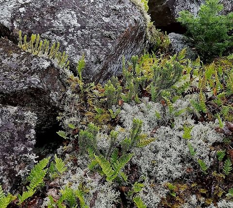 Huperzia selago Huperzia selago on an exposed north-facing talus slope with Common Polypody Fern (Polypodium virginianum) and growing in a mat of Reindeer Lichens (Cladonia rangiferina and other Cladina spp.). Geotagged,Huperzia selago,Northern firmoss,Polypodium virginianum,Summer,United States,clubmoss,lichens,talus slope