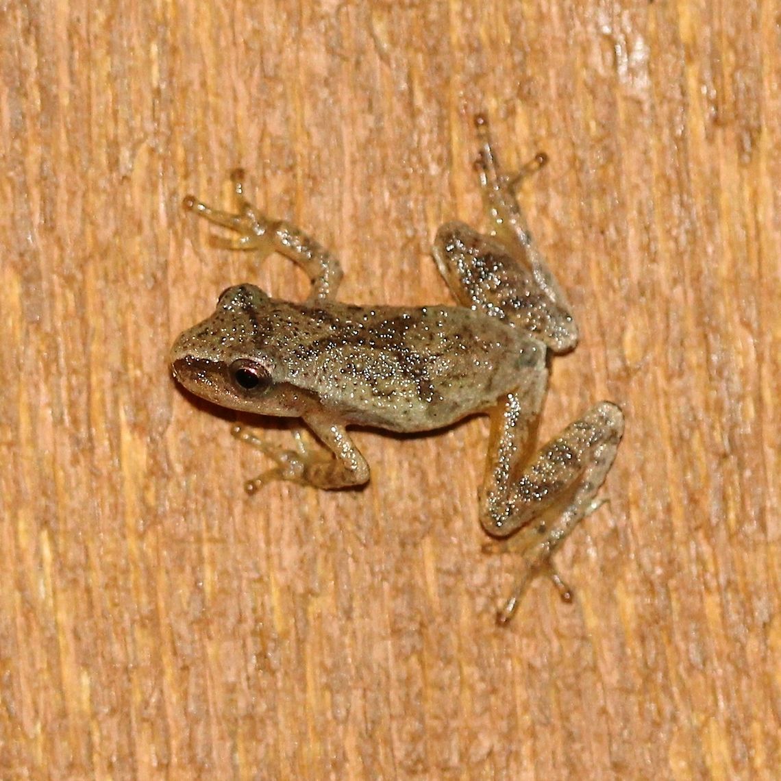 Pseudacris crucifer (Spring Peeper Frog) A froglet Geotagged,Pseudacris crucifer,Spring peeper,Summer,United States,amphibian,frog,froglet