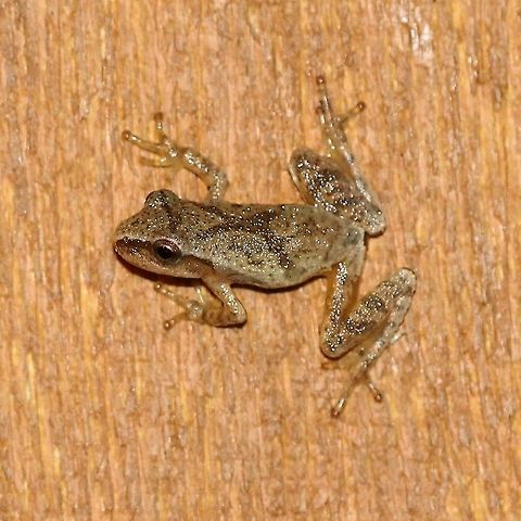 Pseudacris crucifer (Spring Peeper Frog) A froglet Geotagged,Pseudacris crucifer,Spring peeper,Summer,United States,amphibian,frog,froglet
