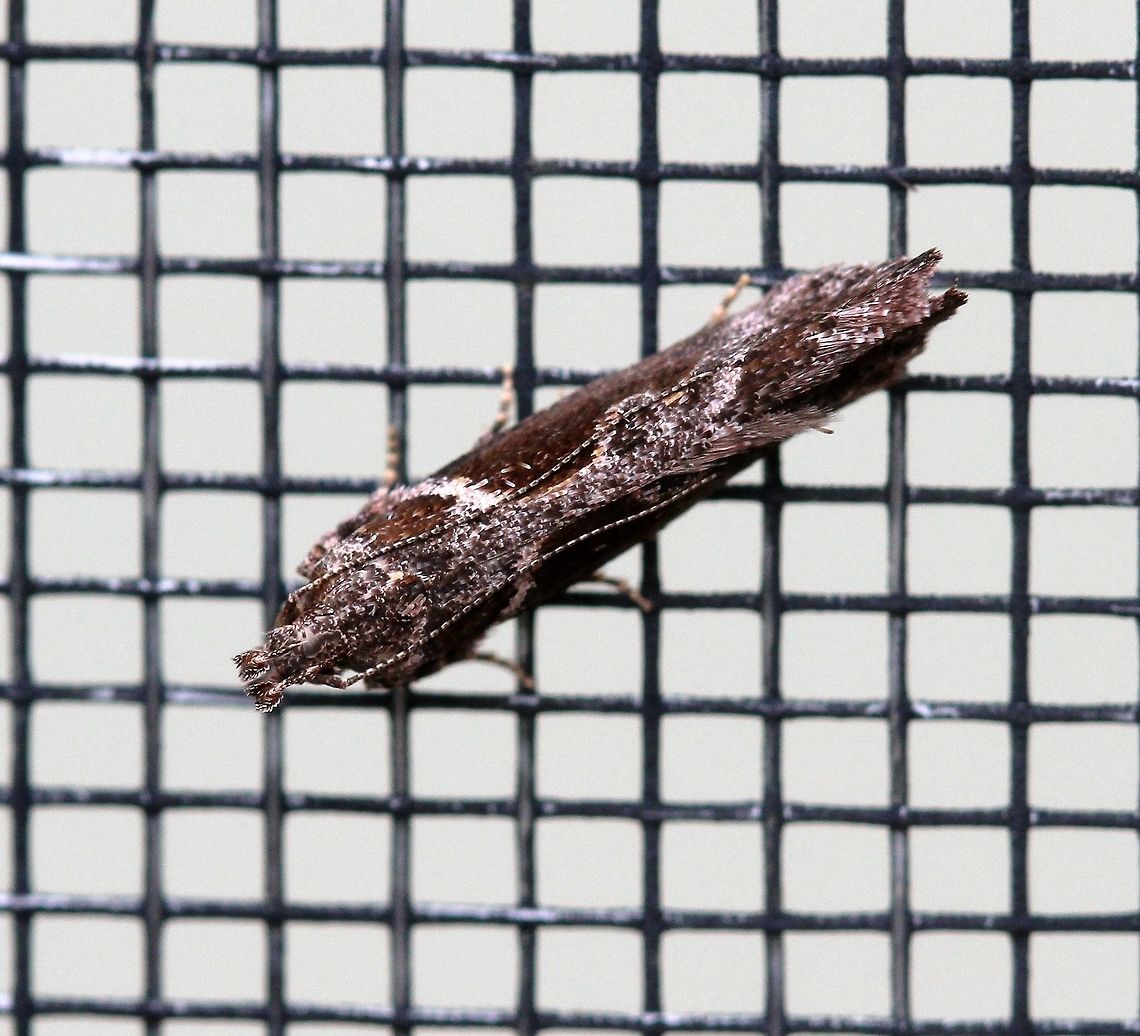 Gnorimoschema gallaesolidaginis (Goldenrod Elliptical-Gall Moth)  Gelechiidae,Geotagged,Gnorimoschema,Gnorimoschema gallaesolidaginis,Goldenrod Elliptical-Gall Moth,Lepidoptera,Summer,United States,insect,moth,twirler moths