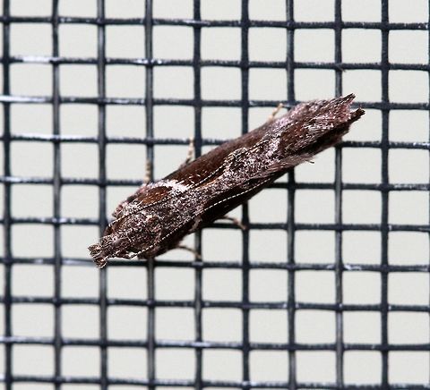 Gnorimoschema gallaesolidaginis (Goldenrod Elliptical-Gall Moth)  Gelechiidae,Geotagged,Gnorimoschema,Gnorimoschema gallaesolidaginis,Goldenrod Elliptical-Gall Moth,Lepidoptera,Summer,United States,insect,moth,twirler moths