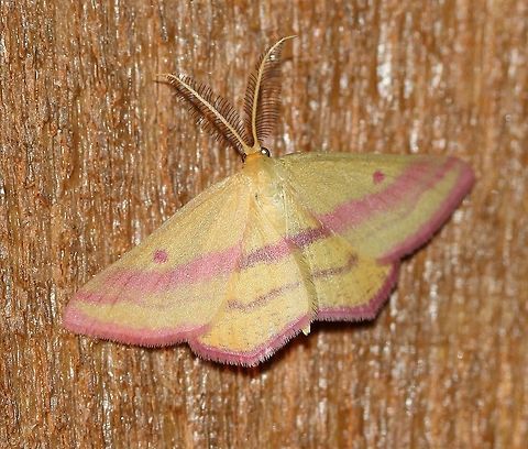 Haematopis grataria (Chickweed Geometer)  Chickweed geometer,Geotagged,Haematopis grataria,Lepidoptera,Summer,United States,insect,moth