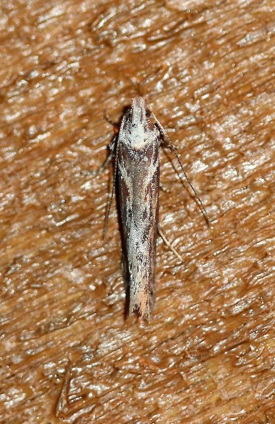 Gnorimoschema gallaesolidaginis Similar to:<br />
<figure class="photo"><a href="https://www.jungledragon.com/image/78175/gnorimoschema_.html" title="Gnorimoschema (?)"><img src="https://s3.amazonaws.com/media.jungledragon.com/images/3383/78175_thumb.jpg?AWSAccessKeyId=05GMT0V3GWVNE7GGM1R2&Expires=1763596810&Signature=8URaTfEdYivCq2wmnyHKiAk4EOg%3D" width="200" height="200" alt="Gnorimoschema (?) Looks like Gnorimoschema septentrionella. Geotagged,Gnorimoschema,Gnorimoschema septentrionella,Lepidoptera,Summer,United States,moth" /></a></figure> Geotagged,Gnorimoschema,Gnorimoschema gallaesolidaginis,Goldenrod gall moth,Lepidoptera,Summer,United States,insect,moth