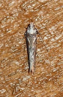 Gnorimoschema gallaesolidaginis Similar to:
https://www.jungledragon.com/image/78175/gnorimoschema_.html Geotagged,Gnorimoschema,Gnorimoschema gallaesolidaginis,Goldenrod gall moth,Lepidoptera,Summer,United States,insect,moth