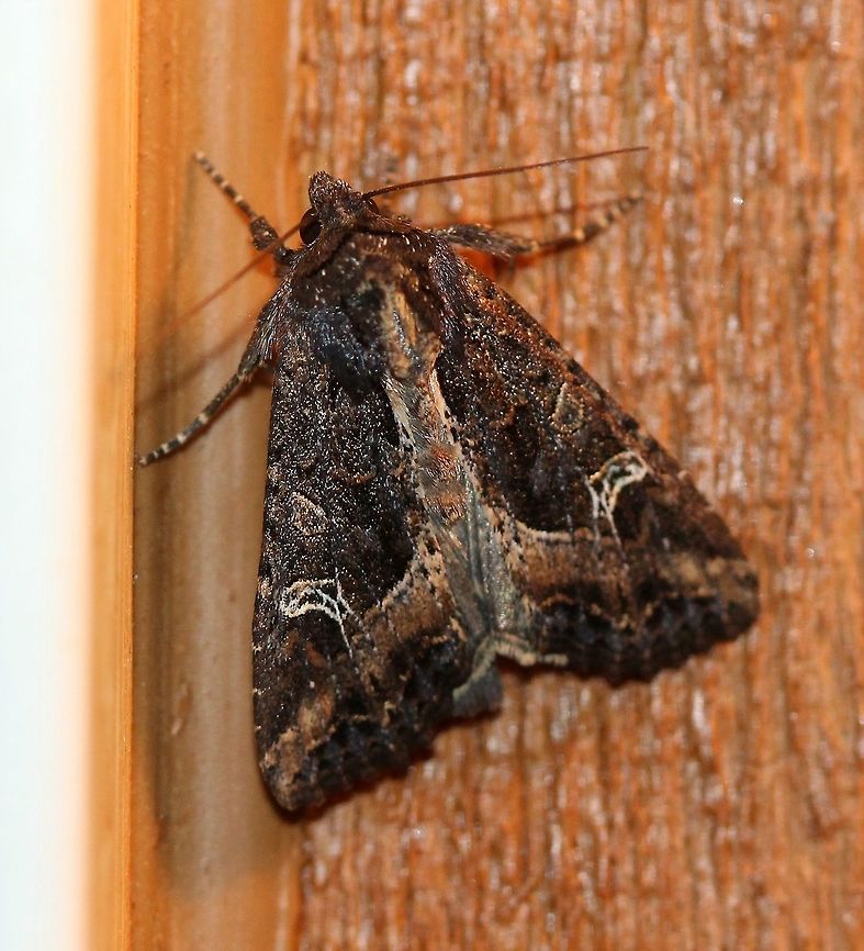 Helotropha reniformis (Reniform Celaena Moth) Attracted to porch light. Geotagged,Helotropha reniformis,Lepidoptera,Reniform Celaena Moth,Summer,United States,insect,moth