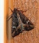 Helotropha reniformis (Reniform Celaena Moth) Attracted to porch light. Geotagged,Helotropha reniformis,Lepidoptera,Reniform Celaena Moth,Summer,United States,insect,moth