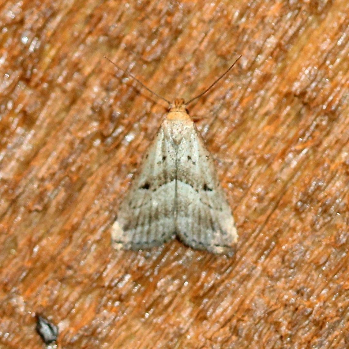 Hypenodes fractilinea (Broken-line Hypenodes)  Broken-line Hypenodes,Geotagged,Hypenodes fractilinea,Lepidoptera,Summer,United States,erebidae,insect,moth