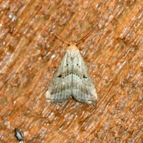Hypenodes fractilinea (Broken-line Hypenodes)  Broken-line Hypenodes,Geotagged,Hypenodes fractilinea,Lepidoptera,Summer,United States,erebidae,insect,moth