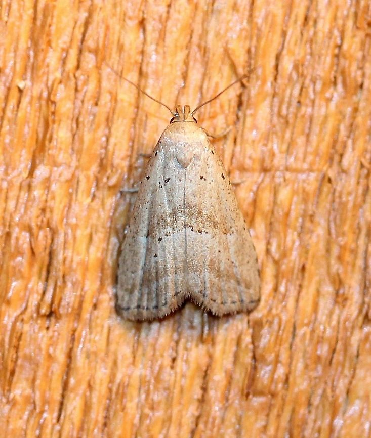 Hypenodes fractilinea  Broken-line hypenodes,Geotagged,Hypenodes fractilinea,Lepidoptera,Summer,United States,erebidae,insect,moth