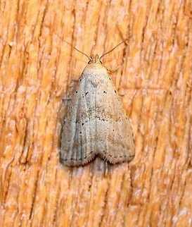 Hypenodes fractilinea  Broken-line hypenodes,Geotagged,Hypenodes fractilinea,Lepidoptera,Summer,United States,erebidae,insect,moth