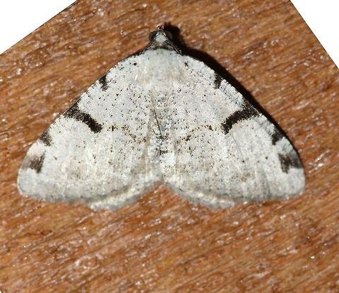 Macaria subcessaria (Barred Macaria)  Barred Macaria,Geotagged,Lepidoptera,Macaria subcessaria,Summer,United States,insect,moth
