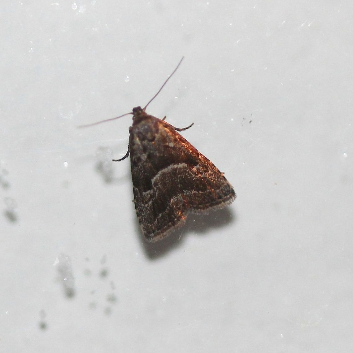 Hypenodes caducus (Large Hypenodes)  Geotagged,Hypenodes caducus,Large Hypenodes,Lepidoptera,Summer,United States,insect,moth