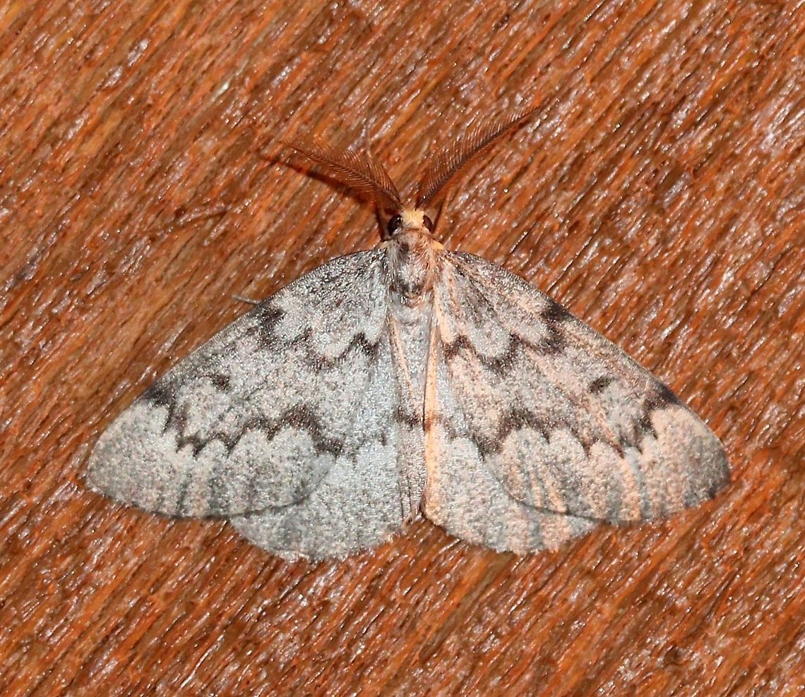 Nepytia canosaria  Geotagged,Lepidoptera,Nepytia canosaria,Summer,United States,insect,moth