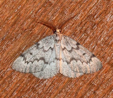 Nepytia canosaria  Geotagged,Lepidoptera,Nepytia canosaria,Summer,United States,insect,moth