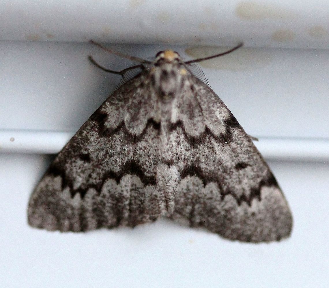 Nepytia canosaria  Geotagged,Lepidoptera,Nepytia canosaria,Summer,United States,insect,moth