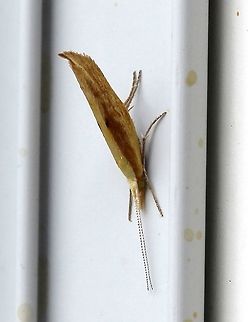 Ypsolopha frustella Compare with https://bugguide.net/node/view/1269671 Geotagged,Lepidoptera,Summer,United States,Ypsolopha,Ypsolopha frustella,insect,moth