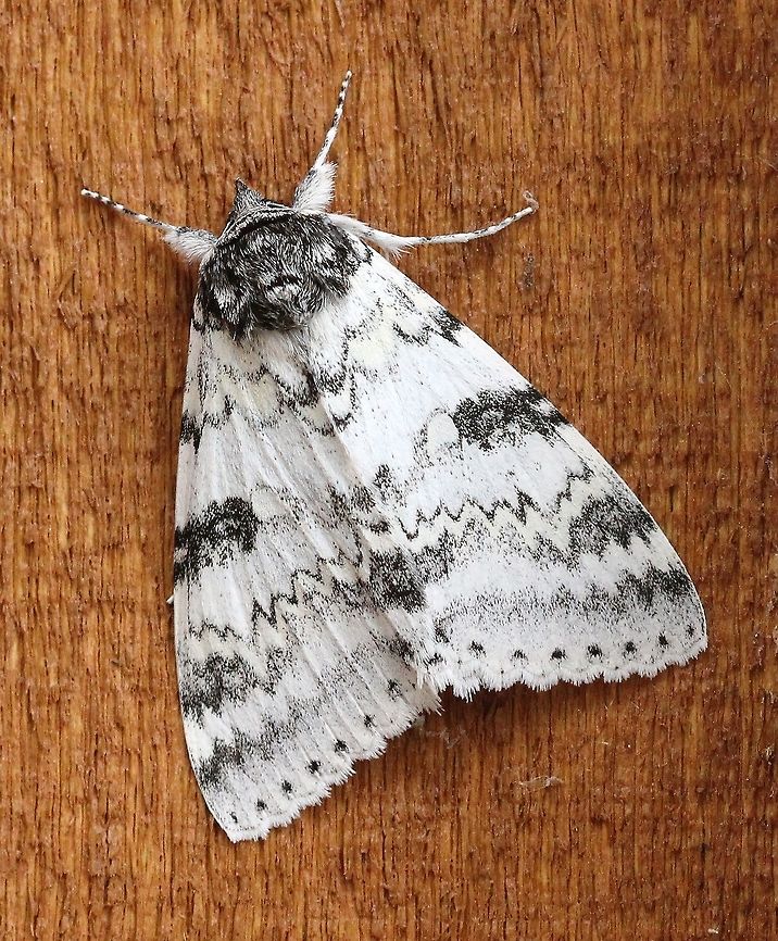 Catocala relicta (White Underwing)  Catocala,Catocala relicta,Erebidae,Erebinae,Geotagged,Lepidoptera,Summer,United States,White Underwing,insect,moth,underwing