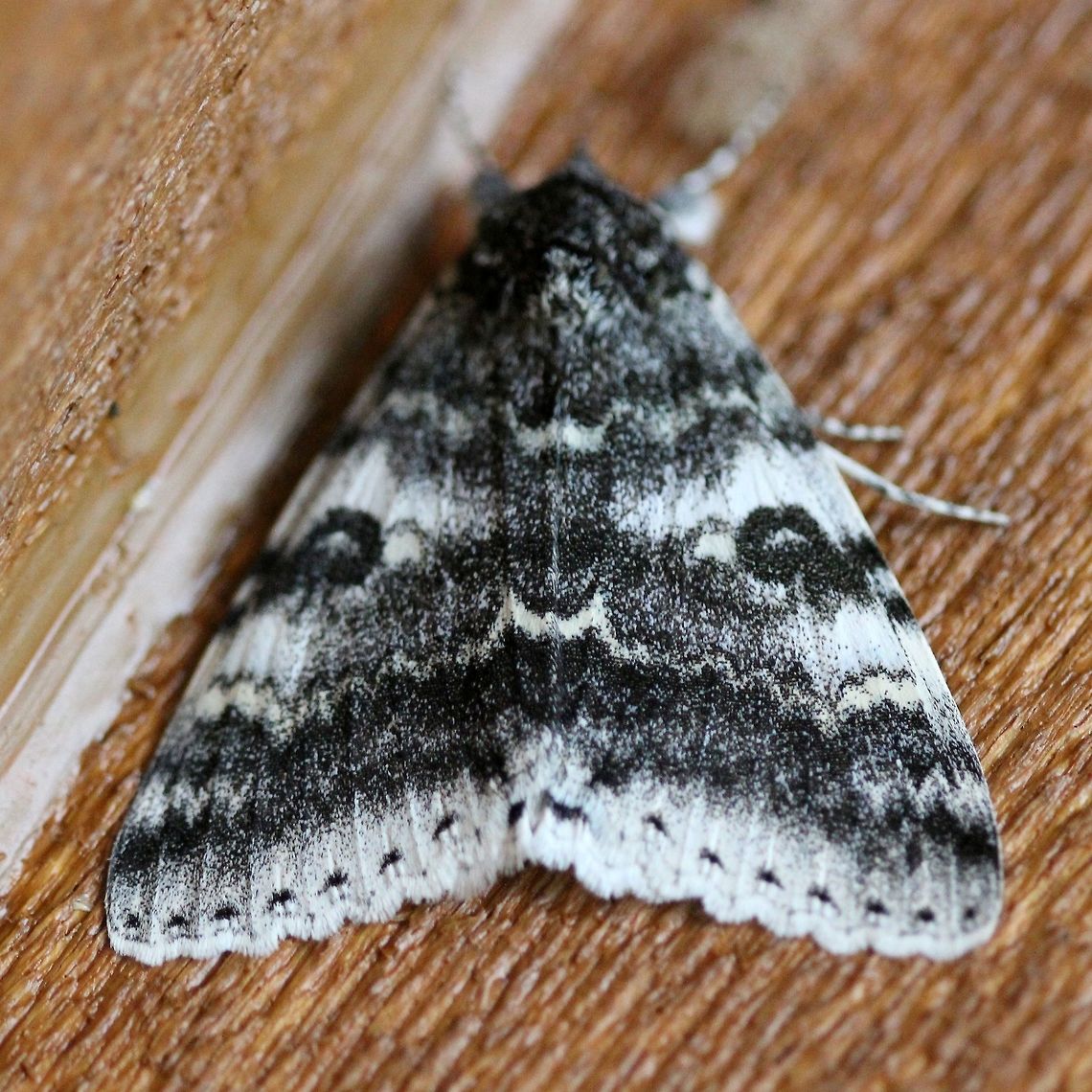 Catocala relicta (White Underwing) A dark form of Catocala relicta. Catocala,Catocala relicta,Erebidae,Erebinae,Geotagged,Lepidoptera,Summer,United States,White Underwing,insect,moth
