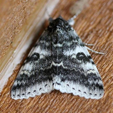 Catocala relicta (White Underwing) A dark form of Catocala relicta. Catocala,Catocala relicta,Erebidae,Erebinae,Geotagged,Lepidoptera,Summer,United States,White Underwing,insect,moth