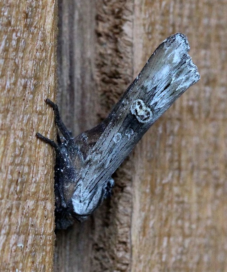 Lithomoia germana A twig mimic? Geotagged,Lepidoptera,Lithomoia,Lithomoia germana,Summer,United States,Xylenini,insect,moth
