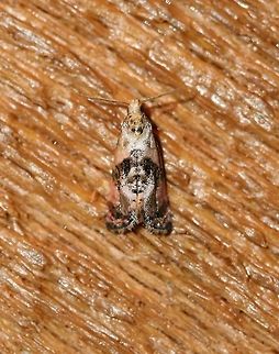 Thyraylia hollandana (Cochylis hollandana) https://bugguide.net/node/view/352784/bgimage Cochylini,Cochylis,Cochylis hollandana,Geotagged,Lepidoptera,Summer,Thyraylia hollandana,United States,insect,moth