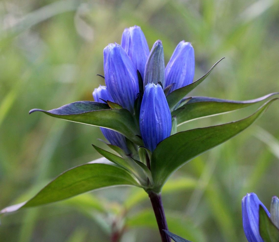 Gentiana andrewsii (Bottle Gentian) In a small damp area of an old sand pit. Bottle gentian,Gentiana andrewsii,Geotagged,Summer,United States