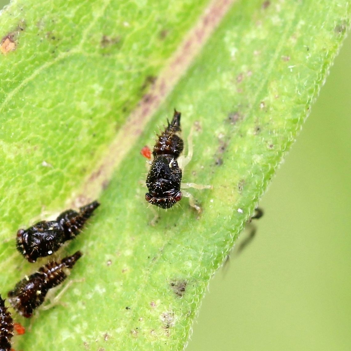 Leaf hopper nymph (Idiocerus?) There were four of these on a Goldenrod (Solidago) leaf being tended by an ant with a fungal infection. Some of the nymphs had small red mites on them. Auchenorrhyncha,Cicadoidea,Geotagged,Hemiptera,Idiocerus,Summer,United States,insect,leaf hopper