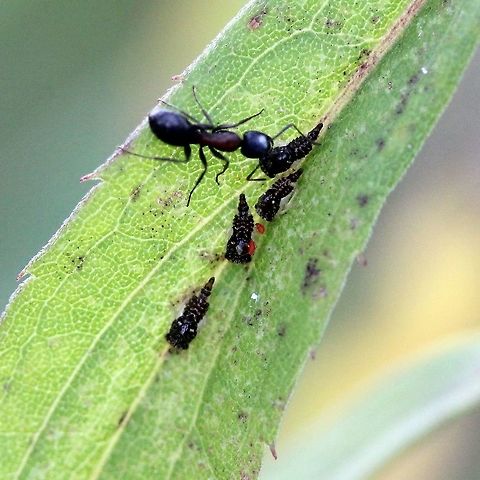 Leaf hopper nymphs (Idiocerus?) There were four of these on a Goldenrod (Solidago) leaf being tended by an ant with a fungal infection. Some of the nymphs had small red mites on them. Auchenorrhyncha,Cicadoidea,Geotagged,Hemiptera,Idiocerus,Summer,United States,insect,leaf hopper