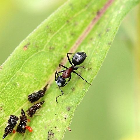 Ant (Camponotus?) tending leaf hopper nymphs This ant also appears to have  fungal infection on its head and abdomen Camponotus,Geotagged,Summer,United States,ant,insect,plant hoppers